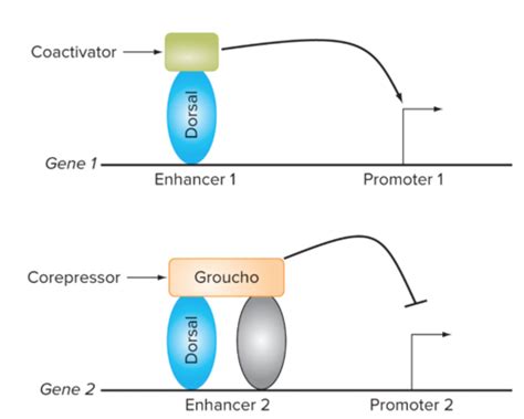 Chapter 17 Gene Regulation In Eukaryotes Flashcards Quizlet