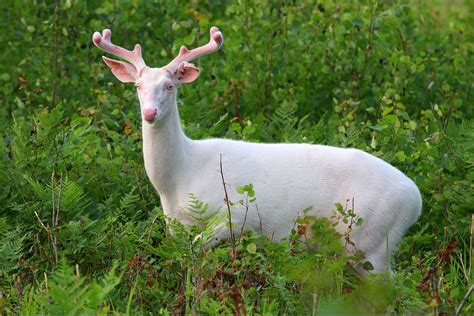 A Giant Surprise Albino Animals Albino Deer Whitetail Deer