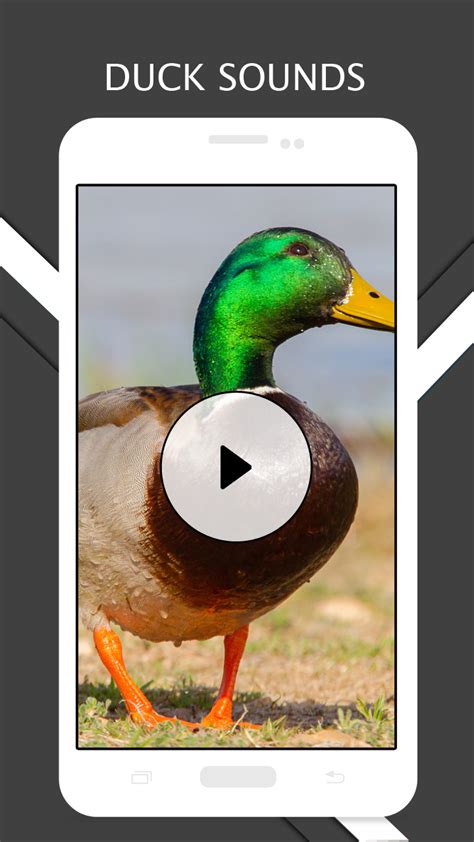 Duck Sounds And Ringtones - App on Amazon Appstore