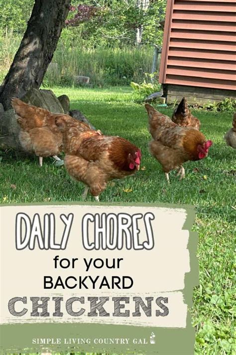 Daily Chicken Chores Simple Living Country Gal