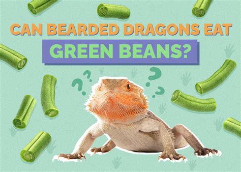 Can Bearded Dragons Eat Green Beans? Vet-Approved Facts & FAQ | Hepper ...