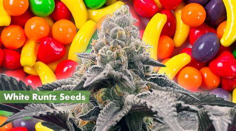 Where to Buy the Best White Runtz Seeds Online - 10Buds