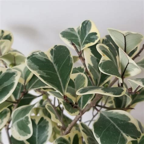 Ficus Triangularis Variegata Interiorplants Ca