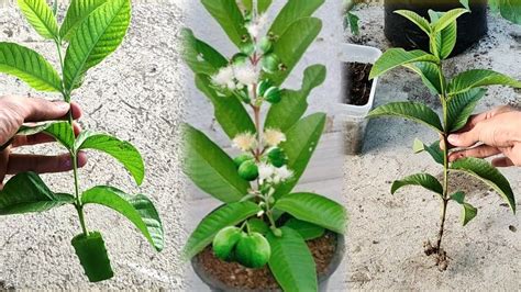 Technique Of Propagating Guava Trees From Young Stem Cuttings Quickly