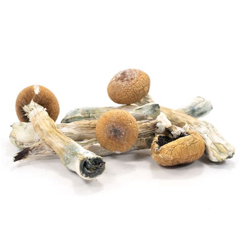 Buy Liberty Cap Mushrooms Best Way To Dry Liberty Caps