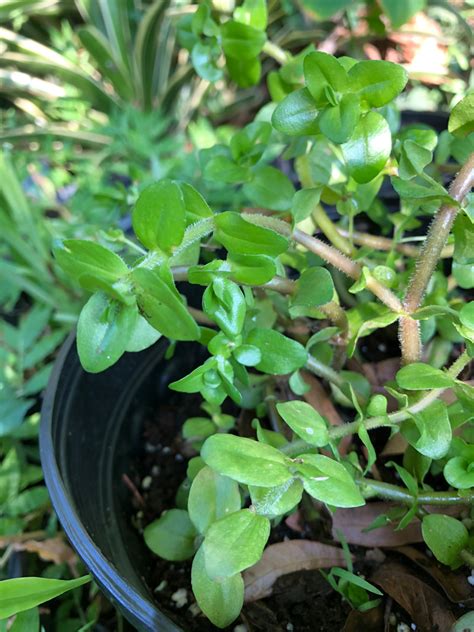 Lemon Bacopa