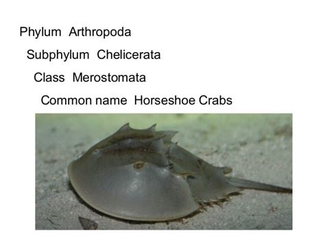 Class Merostomata Notes