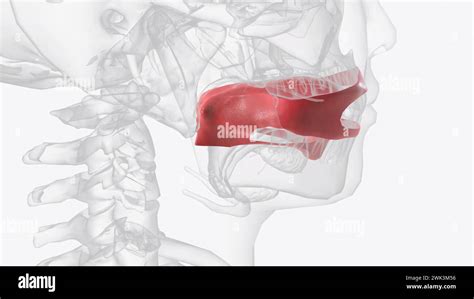 The Oral Mucosa Is The Mucous Membrane Lining The Inside Of The Mouth