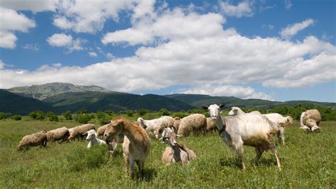 Castilla La Mancha Inmoviliza Desde Hoy El Ganado Ovino Y Caprino Para