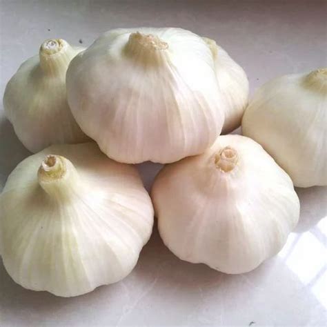 Garlic in Rajkot, लहसुन, राजकोट - Latest Price & Mandi Rates from ...