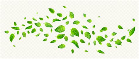 Green Mint Leaves Falling And Flying In Air 20237175 Vector Art At Vecteezy