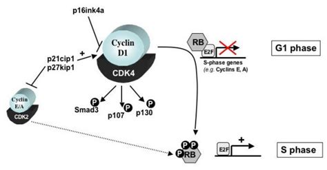 Cell Cycle Cyclin D