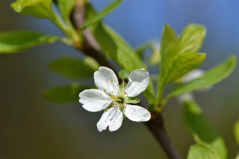 Naminė Slyva Victoria Prunus Domestica