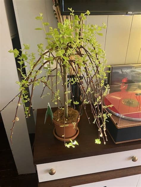 Weeping Pussy Willow Trees Forum At Permies