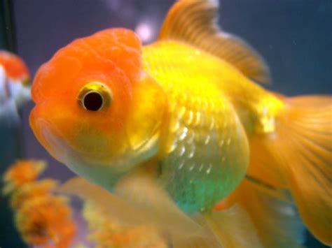 Lionhead goldfish - All About The Lionhead Goldfish