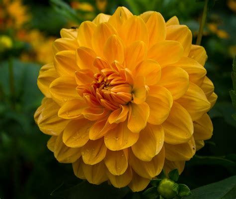 Yellow Dahlia Iitaly Galleries Digital Photography Review Digital