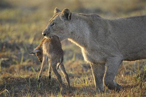 Lioness With Antelope Prey - Feline Facts and Information