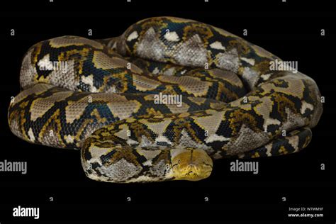 Pit N Reticulado Malayopython Reticulatus Cautivo Nativo Del Sur De