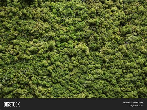 Moss Texture Moss Image Photo Free Trial Bigstock