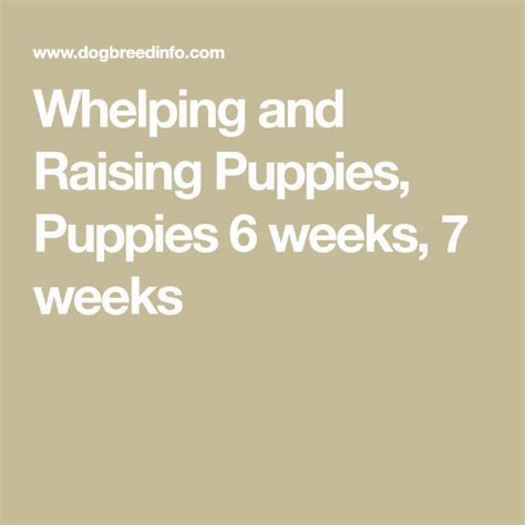 Whelping And Raising Puppies Puppies 6 Weeks 7 Weeks Puppies Large