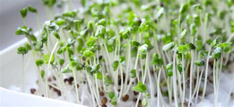 Broccoli Sprouts: One of Nature's Top Cancer-Fighting Foods - Dr. Axe