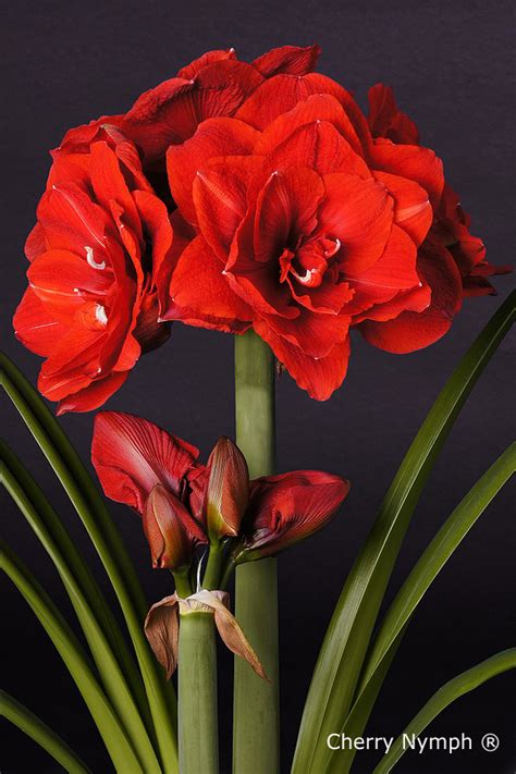 Venta De Amaryllis Hippeastrum