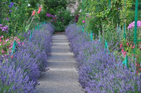 Planter Une Allee De Lavande