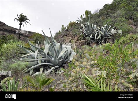 Desert plants in mountain landscape Stock Photo - Alamy