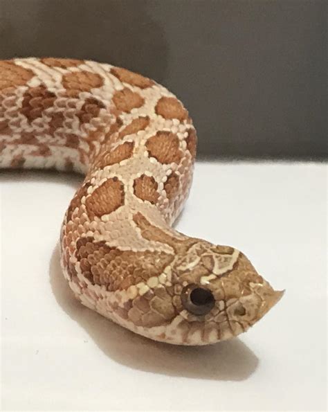 Hatchling hypo : r/snakes