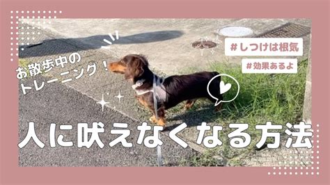 しつけ動画♫お散歩中、人に吠えなくなる方法🐶1ヶ月で吠えなくなりました！【ミニチュアダックスフンド】 Youtube