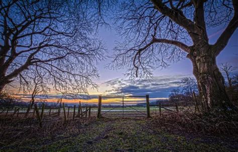 Wallpaper Field Trees Dawn The Fence Treatment Spring For Mobile