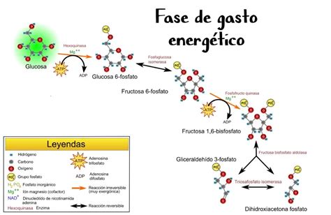 Qué es el ciclo de la glucólisis Fases e importancia