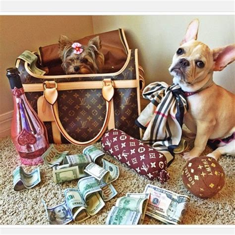 These Rich Dogs Of Instagram Lead Far Better Lives Than Us & We Can’t ...