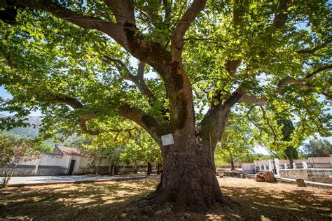 In Vizita La Manastirea Sfantul Gherasim Din Kefalonia Grecia Blog