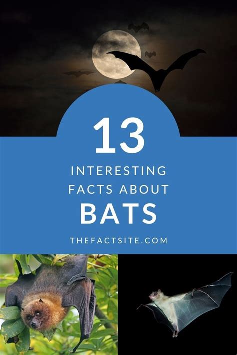 Fascinating Facts About Bats