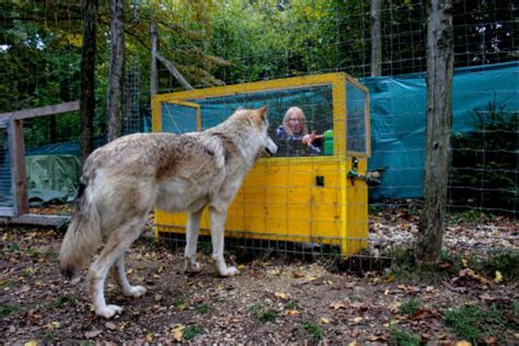 Wolves Smarter Than Dogs? Study Finds Differences in Logical Ability