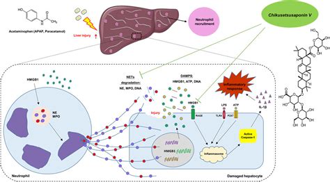 Frontiers Modulation Of Hmgb Release In Apap Induced Liver Injury A