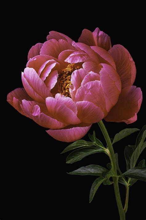 Background Peony Wallpaper - EnWallpaper