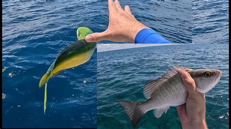 Tactics For Reef Fishing In Miami Mahi Yellowtail Mangrove Snapper