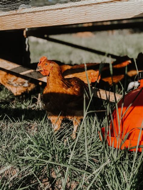 Pasture Raised Meat Chickens Heritage Pines Farm