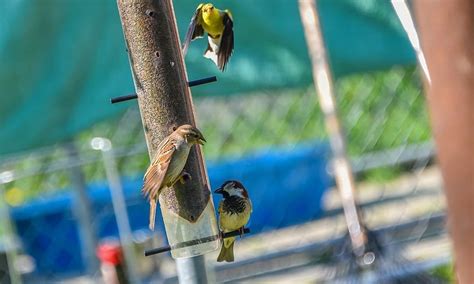 How Do I Keep Sparrows Out Of My Feeders Bilger Hadoessing