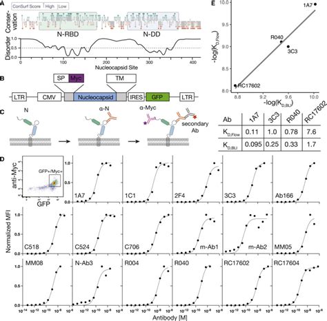 Deep Mutational Scanning Identifies Sars Cov Nucleocapsid Escape