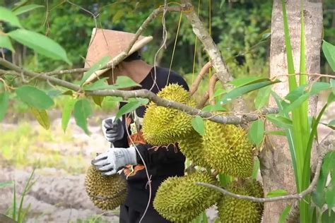 Kecamatan Penghasil Durian Terbesar Di Banyuwangi Dikira Selama Ini