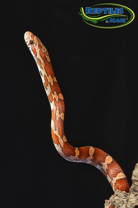 Spectacular Info About How To Take Care Of A Corn Snake Securityquarter