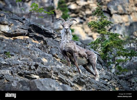 Stone Sheep Ovis Dalli Stonei Muncho Lake Provincial Park Bc