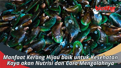 Manfaat Kerang Hijau Baik Untuk Kesehatan Kaya Akan Nutrisi Biotifor