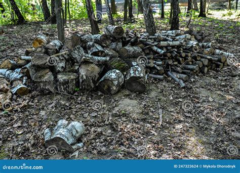 Cut And Stacked Dry Woods Pile Of Sawing Woods Stock Photo Image Of