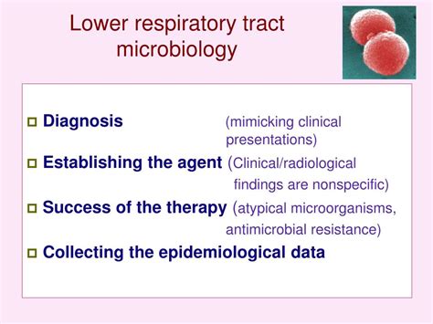 Ppt Immunocompromised Host Laboratory Approach Powerpoint Presentation Id 4791790