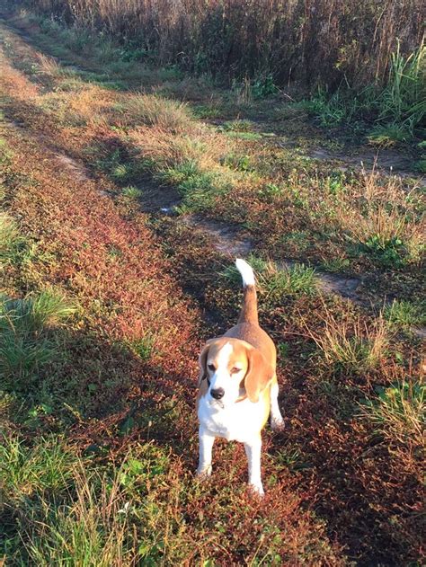 Beagle Autumm