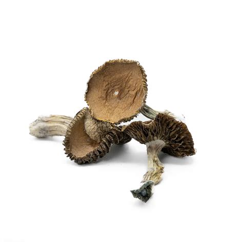 Jedi Mind Fuck Mushrooms StrainSeek